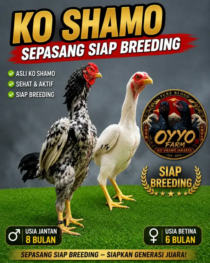 Sepasang Ko Shamo Mini Siap Breeding