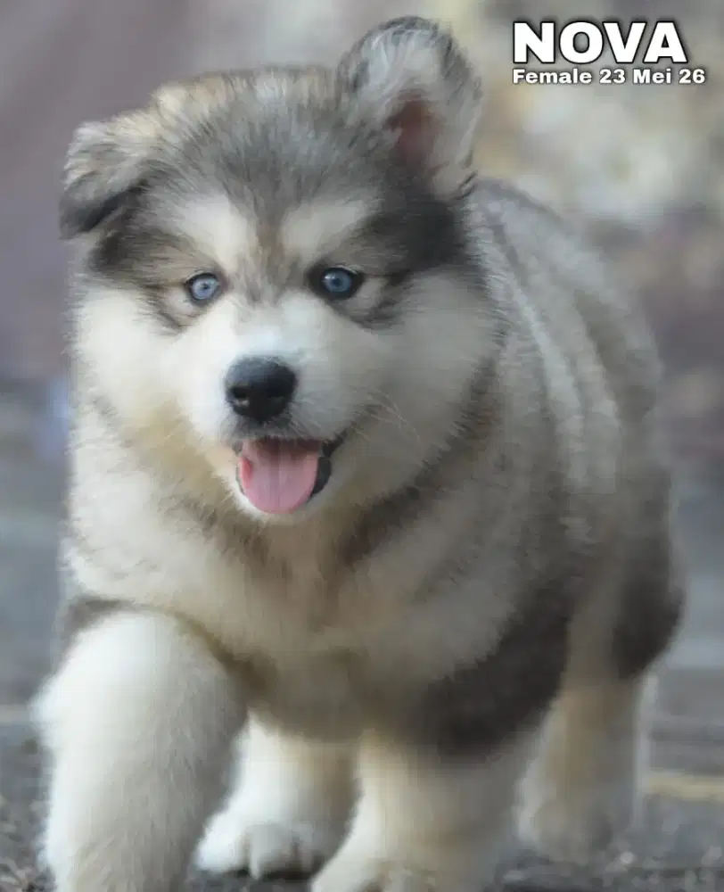 Siberian husky abu betina HQ •NOVA•