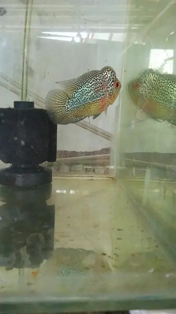 Louhan cencu SB two tone