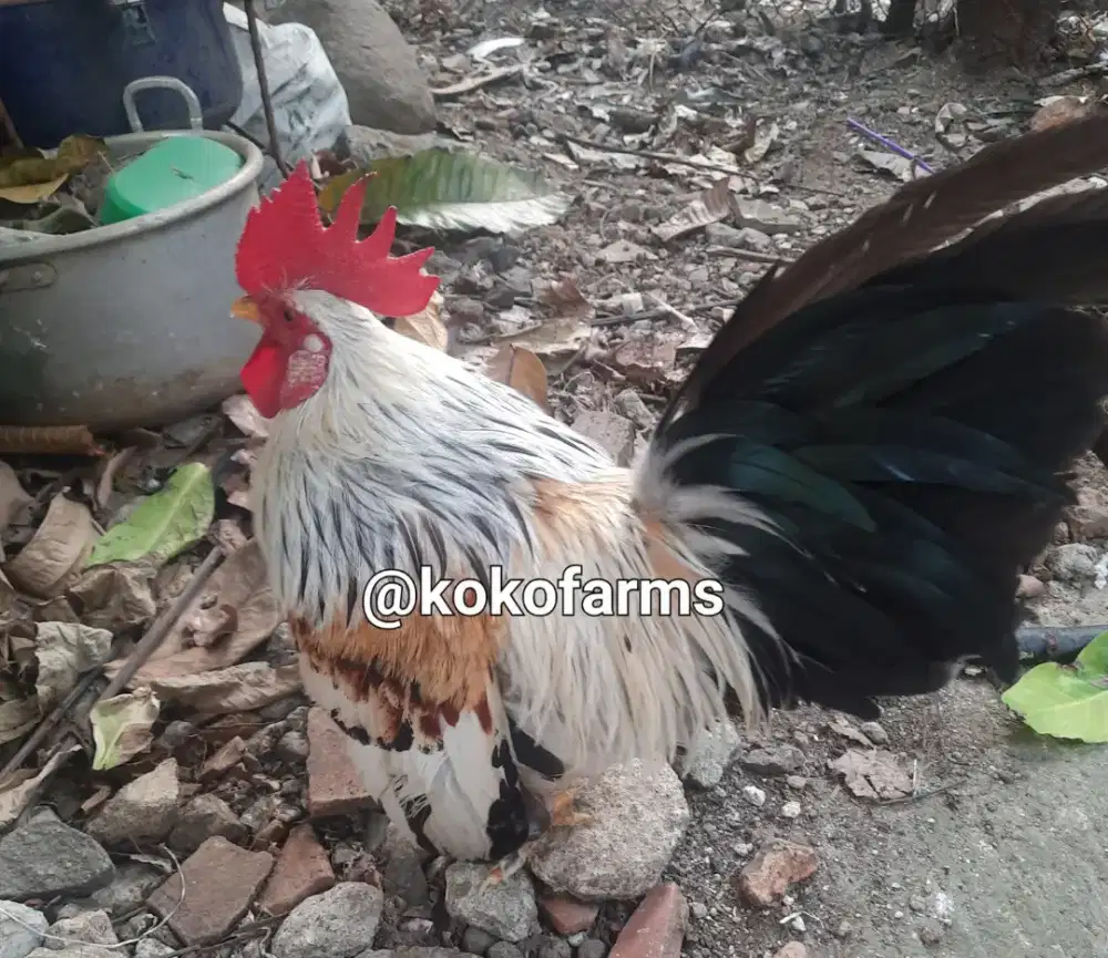 AYAM KATE JANTAN INDUKAN WARNA CAKEP