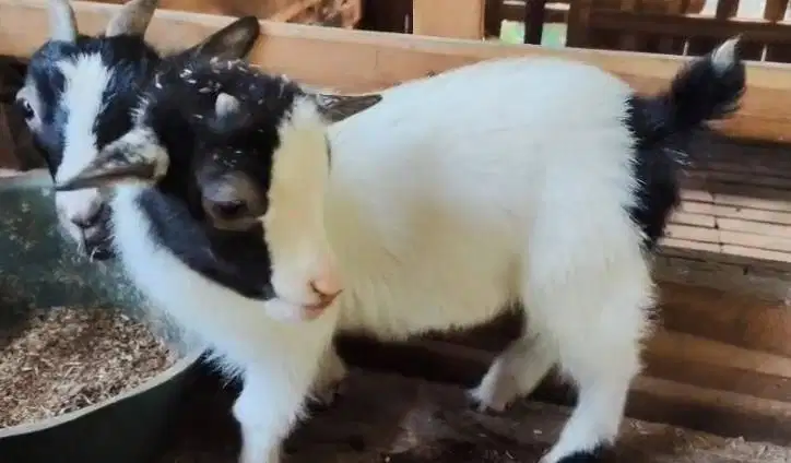 sepasang kambing pygmi asli 4 bln TB 30cm exotik unik siap koleksi top