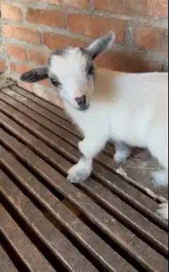 sepasang kambing pygmi asli 4 bln TB 30cm exotik unik siap koleksi top