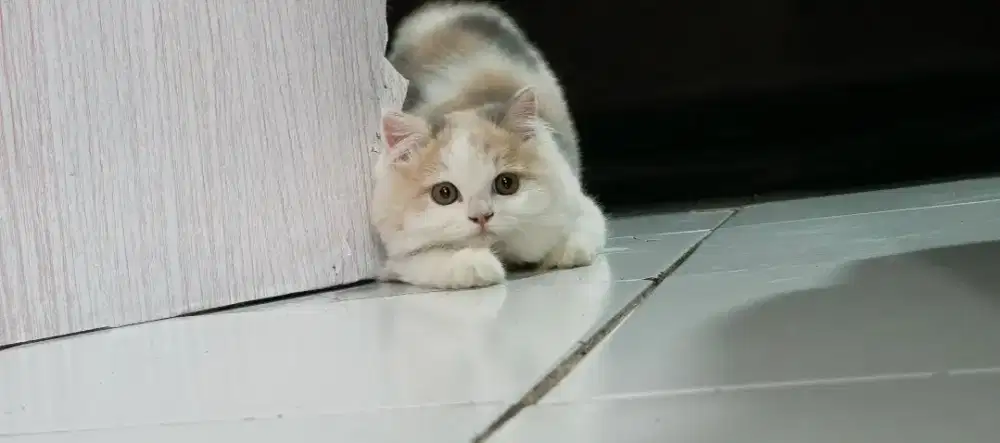 Kucing persia long hair calico (betina)