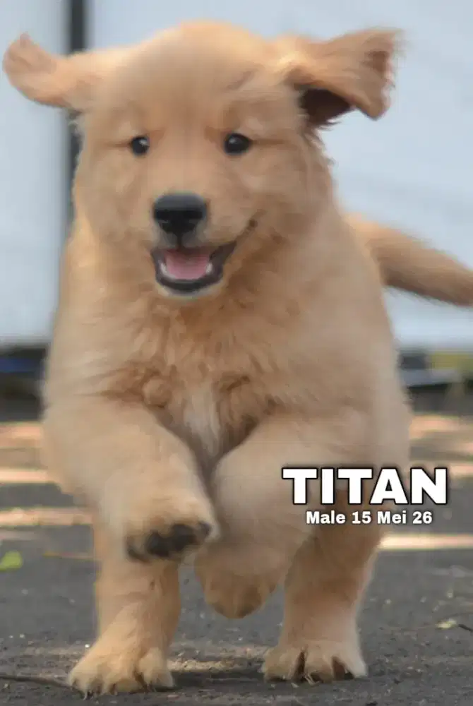 Golden retriever jantan •TITAN•