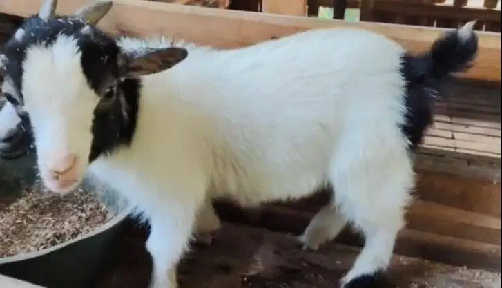 sepasang kambing mini pygmi 4 bulanan TB 30cm asli kerdil exotik unik