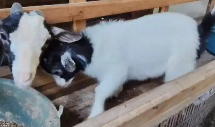 sepasang kambing mini pygmi 4 bulanan TB 30cm asli kerdil exotik unik