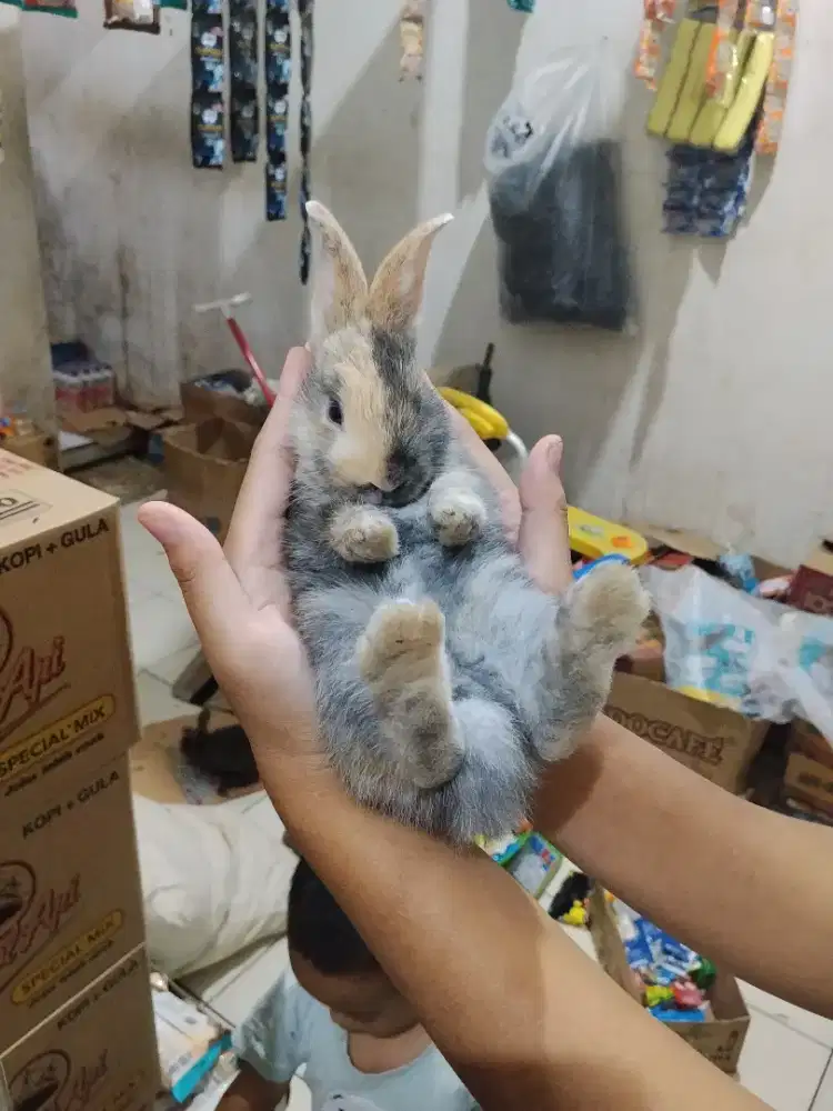 Kelinci anakan laku berapa ya