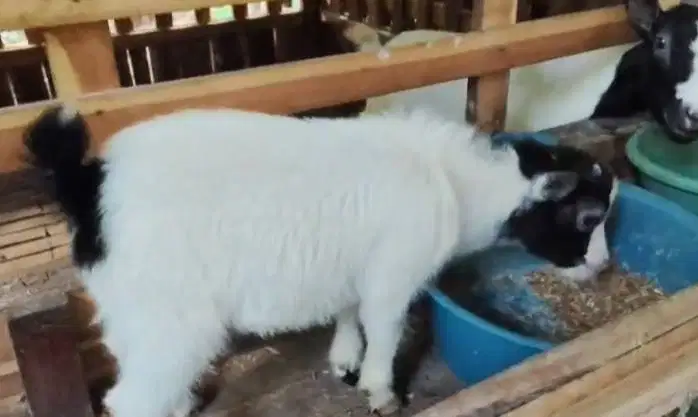 sepasang kambing mini pygmi TB 30cm asli kerdil exotik 4 bulanan unik
