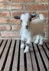 sepasang kambing mini pygmi TB 30cm asli kerdil exotik 4 bulanan unik
