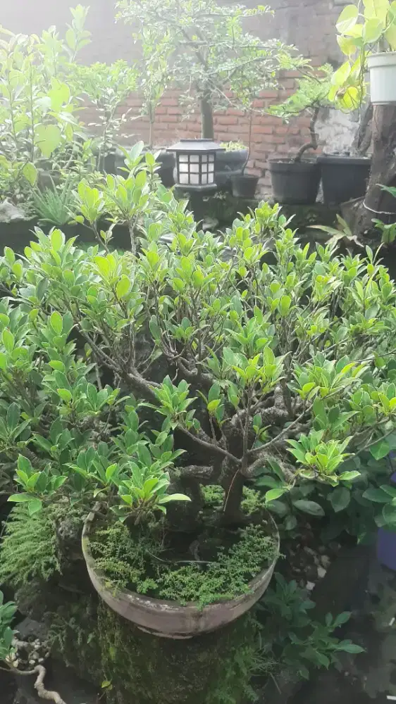 bonsai kimeng siap pajang