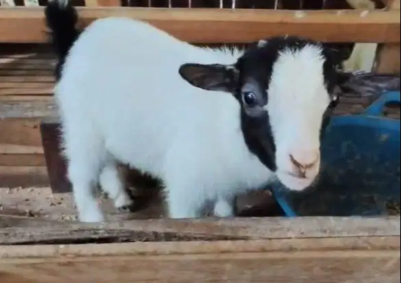 sepasang kambing mini pygmi 4 bulanan exotik unik TB 30cm koleksian ok