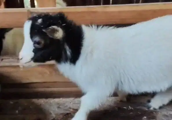 sepasang kambing mini pygmi 4 bulanan exotik unik TB 30cm koleksian ok