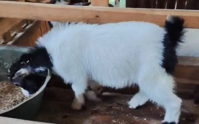 sepasang kambing pygmi mini 4 bulanan TB 30cm koleksian exotik unik ok