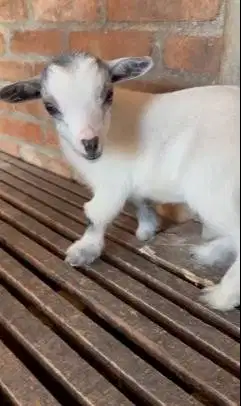sepasang kambing pygmi mini 4 bulanan TB 30cm koleksian exotik unik ok