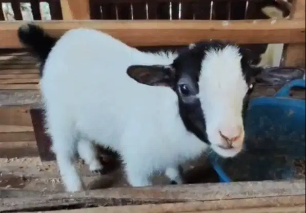 sepasang kambing pygmi mini 4 bulanan TB 30cm koleksian exotik unik ok