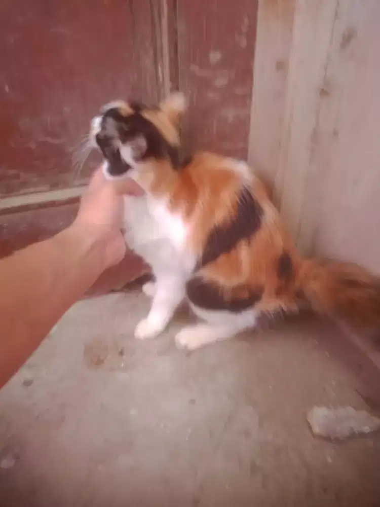 Kucing bulu 3 warna bagus lucu jinak betina dewasa Monggo