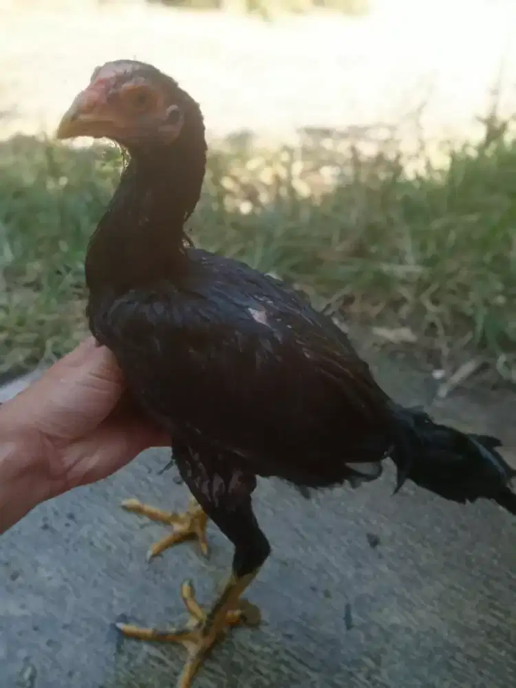Ank ayam pakhoy ORI mandeang blcrosee krurun Monggo borongan satuan