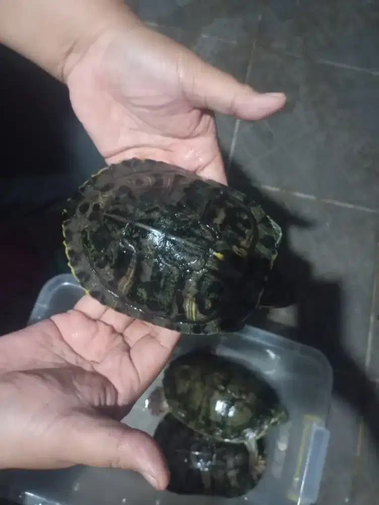Kura Brazil  berbagai sama size
