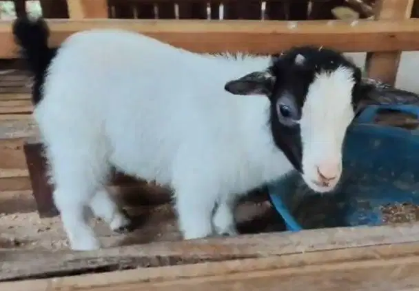 sepasang kambing mini pygmi 4 bulanan koleksian exotik unik TB 30cm ok