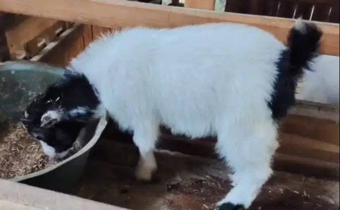 sepasang kambing mini pygmi 4 bulanan koleksian exotik unik TB 30cm ok