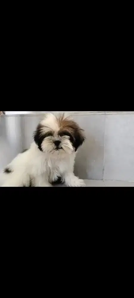shihtzu betina 3bln sudah vaksin