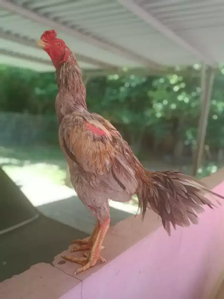 Ayam bulbi aseel plucker Monggo brakot ada bulu antik jos