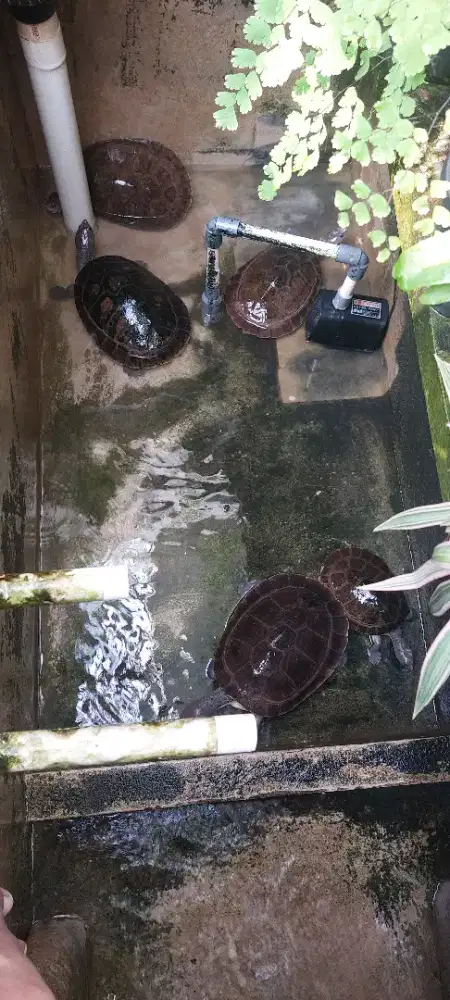 Borongan kura kura Branderhorsti dan Daun