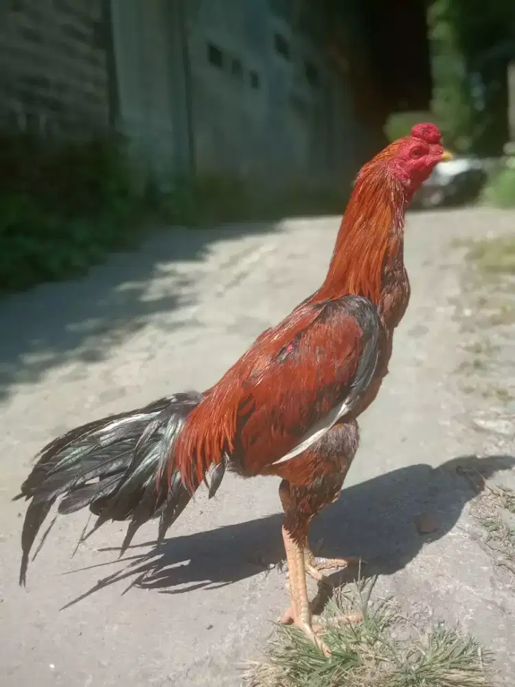 Ayam adu asel Rajastan peternak Pakistan Monggo murah F1