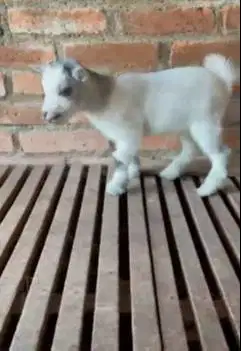 sepasang kambing pygmi mini TB 30cm 4 bulanan koleksian exotik unik ok