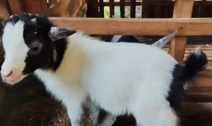 sepasang kambing pygmi mini TB 30cm 4 bulanan koleksian exotik unik ok