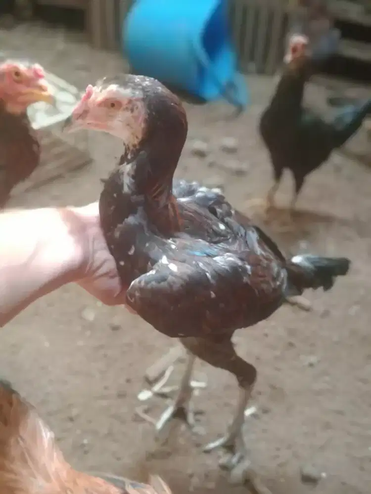 Anak ayam magon ORI aak import F1 sepasang Monggo murah