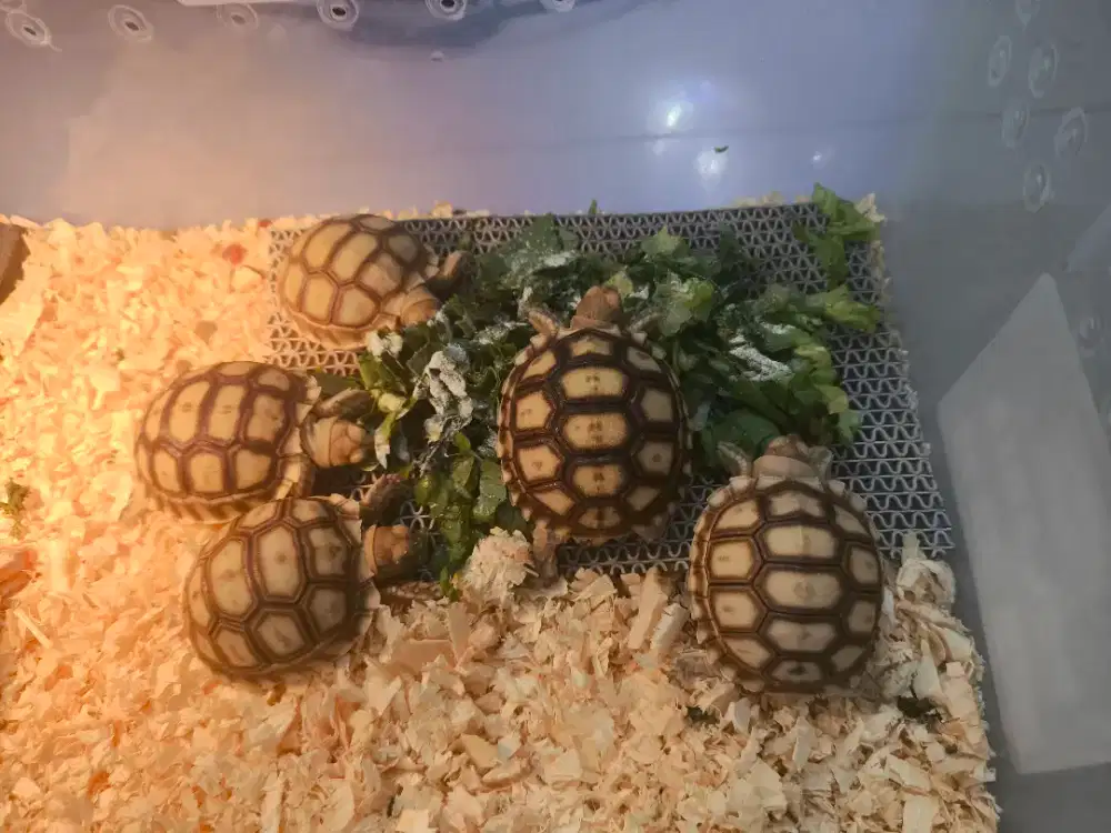 Kurat darat sulcata assorted size