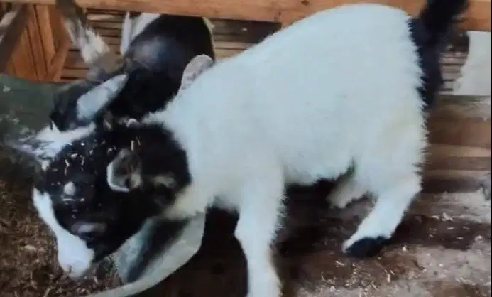 sepasang kambing mini pygmi TB 30cm 4 bulanan koleksian unik exotik ok