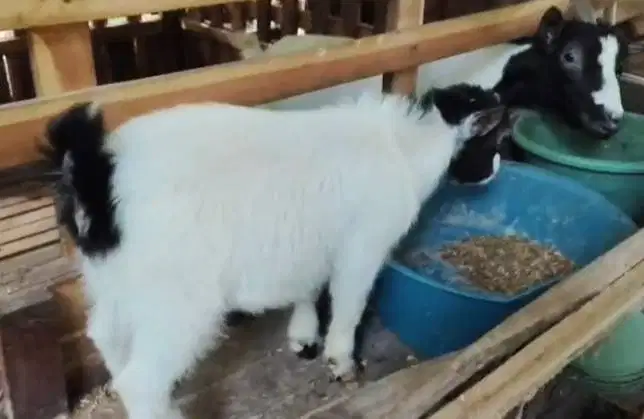 sepasang kambing mini pygmi TB 30cm 4 bulanan koleksian unik exotik ok
