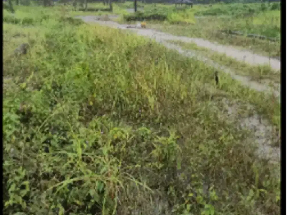 Dijual Tanah Kavling Tubagus Sindangheula Serang Dekat Kampus UNTIRTA