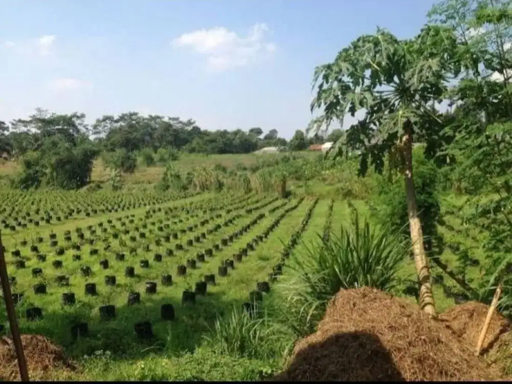 Dijual Tanah Murah Lt 9 Hectare Tanah Siap Bangun Lokasi Strategis Di Jonggol Bogor
