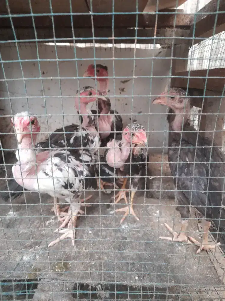 Pitikan ayam bangkok saigon