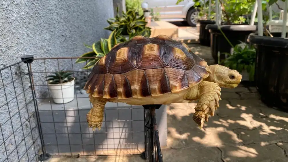 Kura kura sulcata