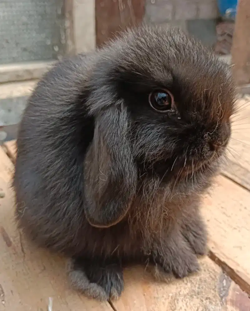 Kelinci Holland lop (HL) JANTAN USIA 2 BULAN