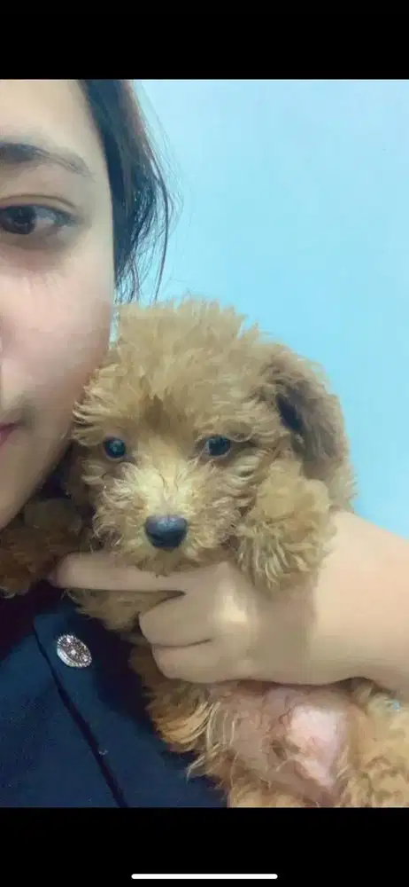 tiny poodle 3 bulan surat dll lengkap
