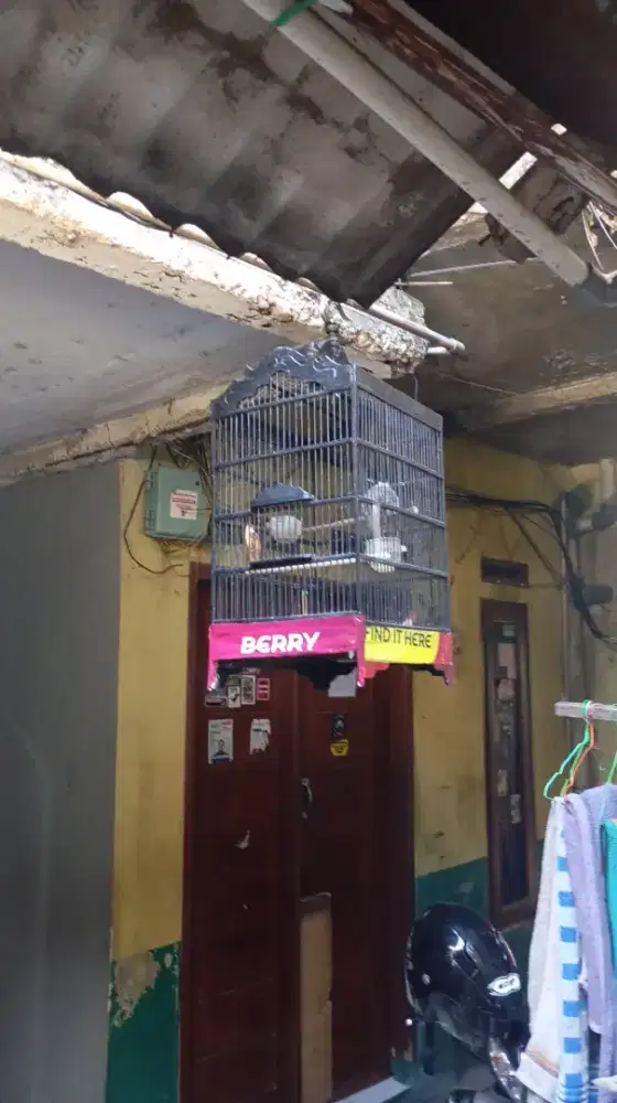Burung kutilang gacor fullset