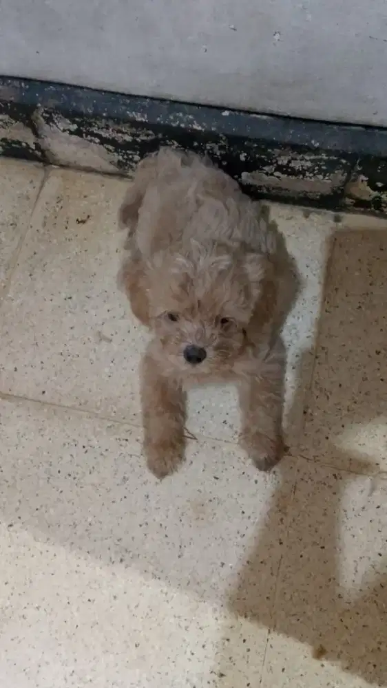 puppys poodle jantan betina