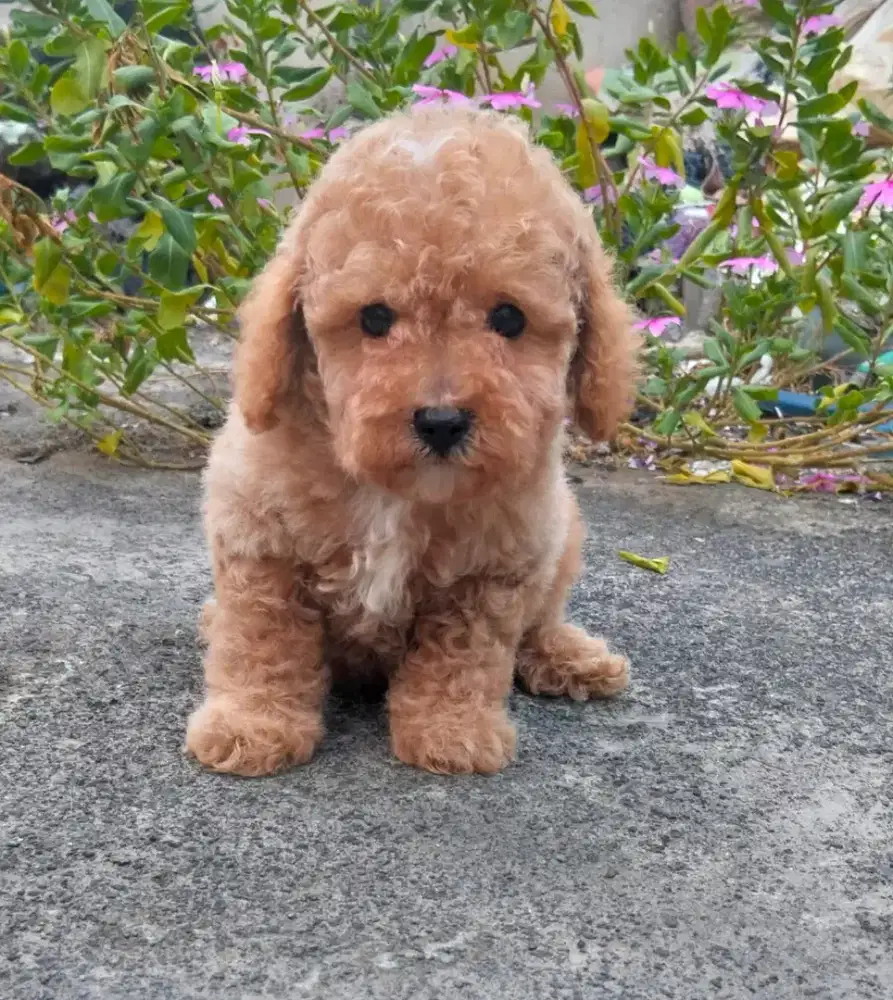 poodle pure jantan