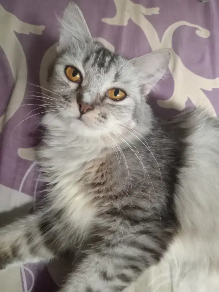 kucingg persian