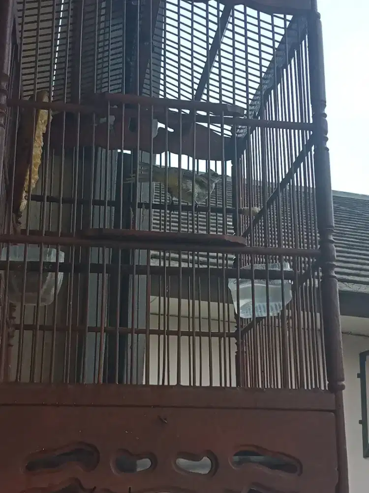 Burja crucukan Jatim
