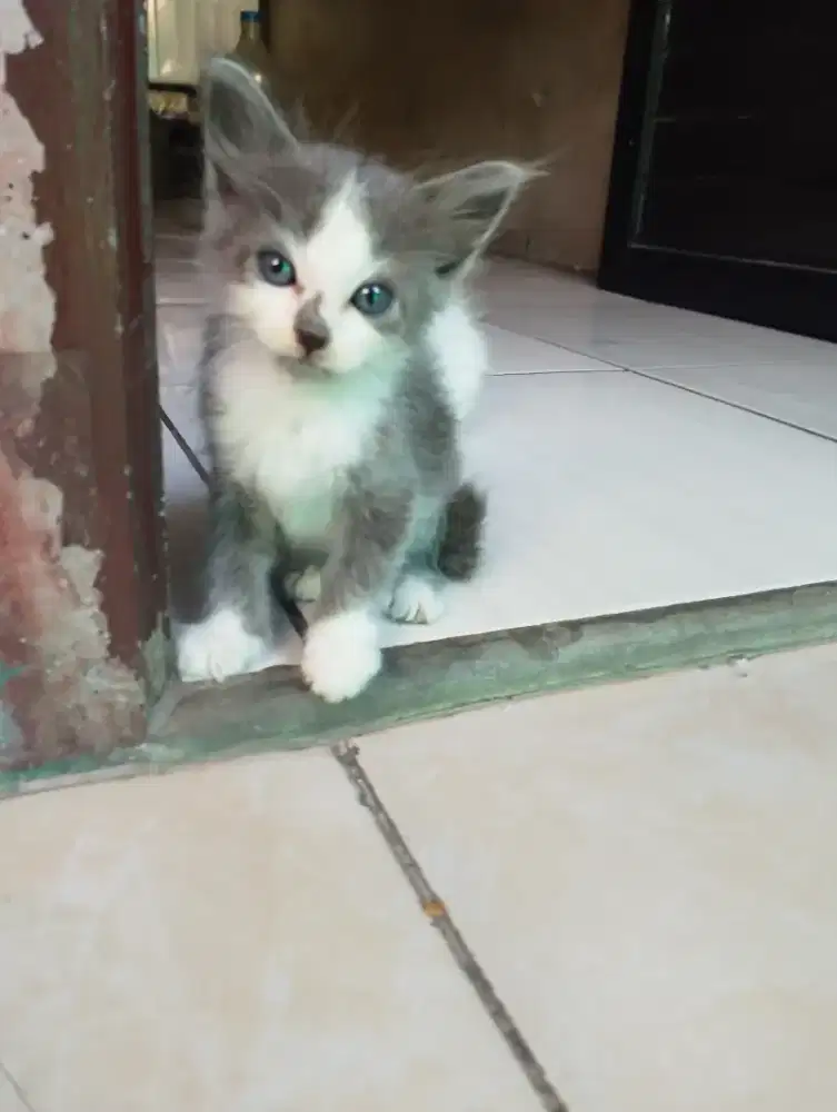 Kucing kitten abu putih bersepatu