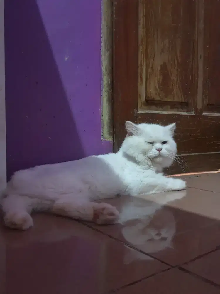 PERSIA BIGBON JANTAN