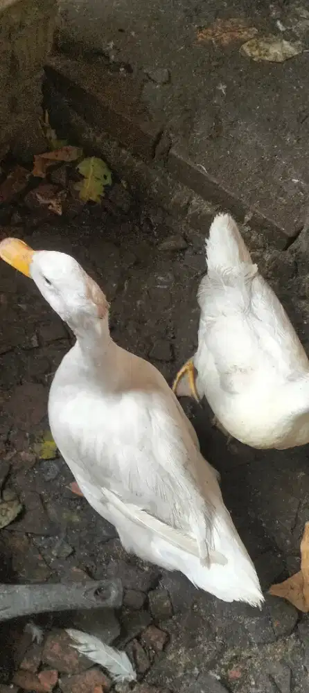 3 Ekor Bebek Peking Dewasa