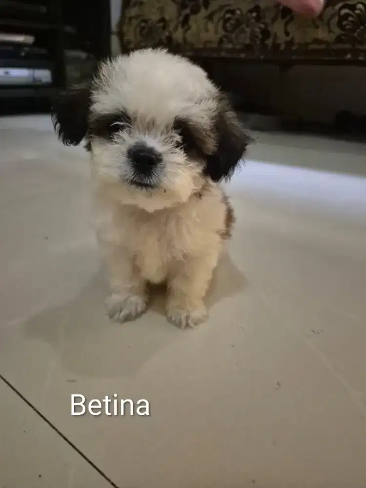 Anak Anjing shihtzu mix