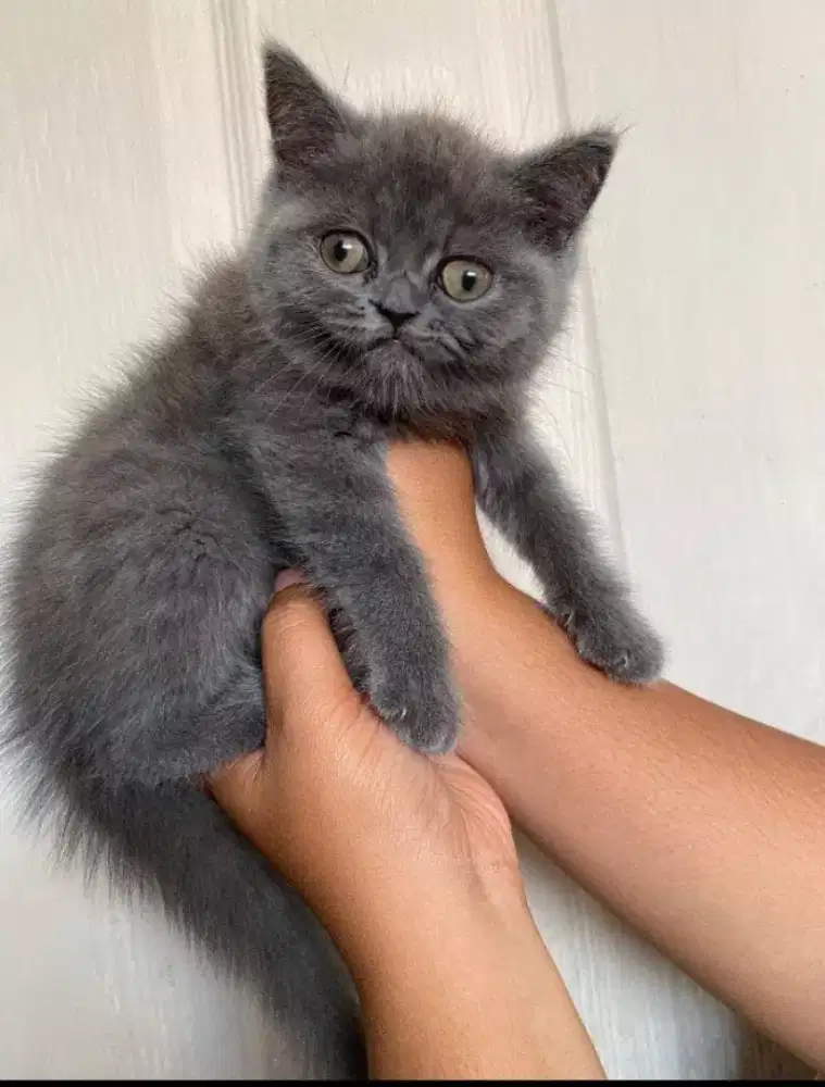 Kucing kitten British shorthair Femalle